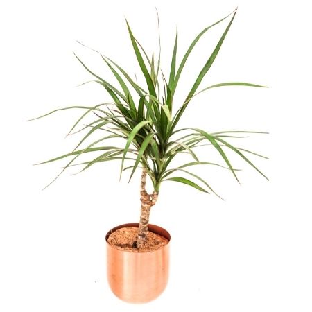 Marginata | Madagascar Dragon Tree | Plant Care