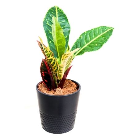 Croton (Manteau de Saint-Joseph)