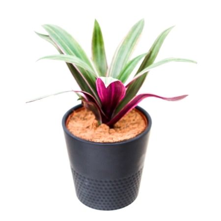 Rhoeo | Boatlily, Moses-in-the-cradle | Plant Care
