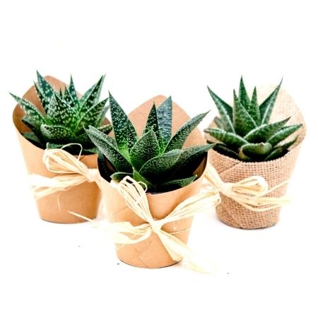 Succulents | Plant Care