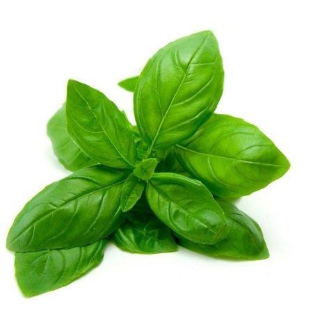 Organic Basil | Plant Care