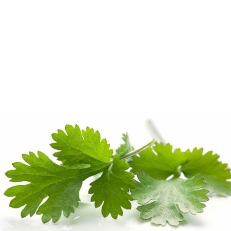 Organic Cilantro/ Coriander | Plant Care