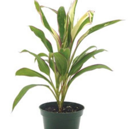 Dracaena | Corn Plant, Mass Cane or Cordyline | Plant Care