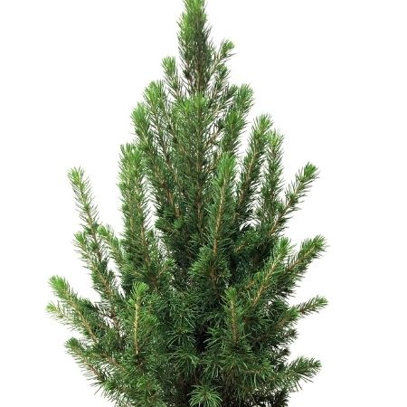 Dwarf Alberta Spruce | Picea Glauca 'Conica' | Plant Care