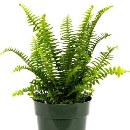 Fern | Plant Care