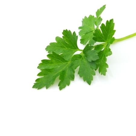 Organic Italian Parsley | Plant Care