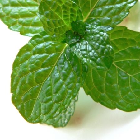Organic Mint | Plant Care
