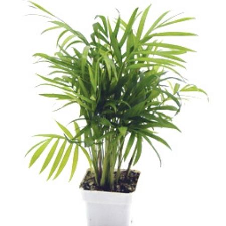 Neanthe bella palm ‘Parlour Palm' | Chamaedorea Elegans | Plant Care