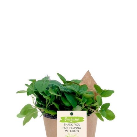 Organic Oregano | Plant Care