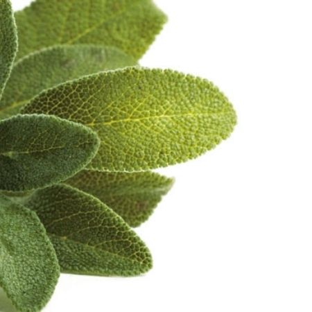 Organic Sage | Plant Care