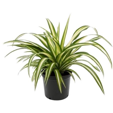 Spider Plant ‘Ribbon Plant’ | Chlorophytum Comosum | Plant Care