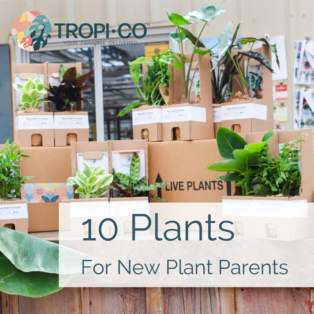 10 Best Plants For New Plant Parents