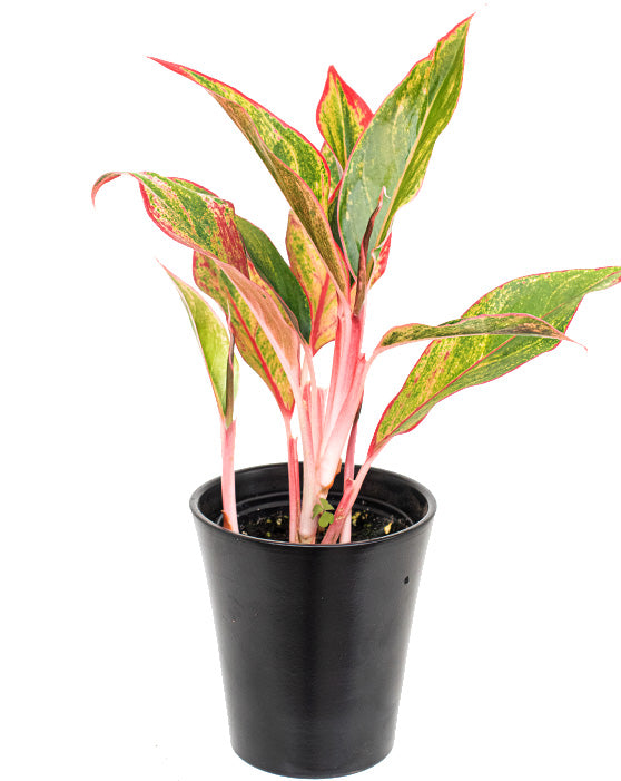 Aglaonema 'Chinese Evergreen' | Siam Aurora