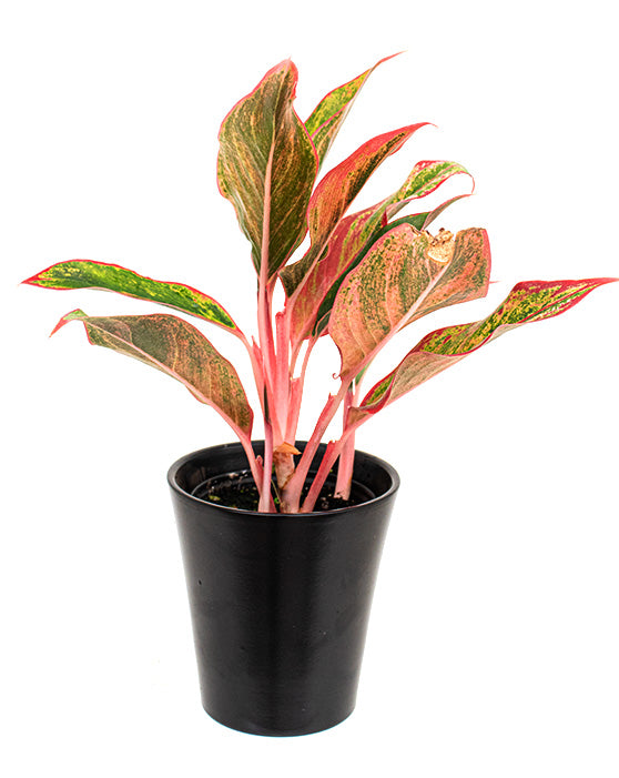 Aglaonema 'Chinese Evergreen' | Siam Aurora