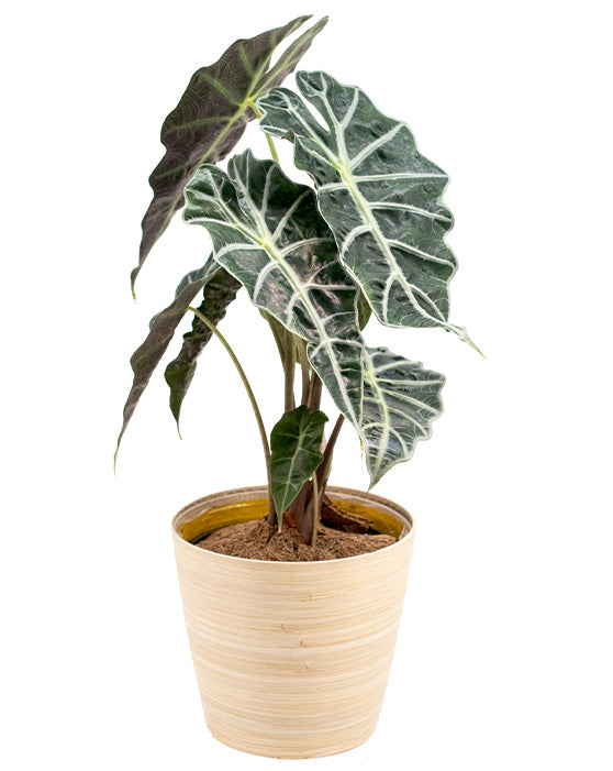 Alocasia 'African Mask, Polly' | Amazonica