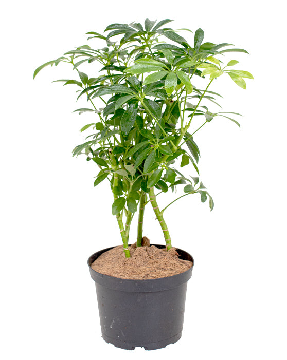 Schefflera 'Parapluie nain' (Schefflera 'Plante parapluie naine')