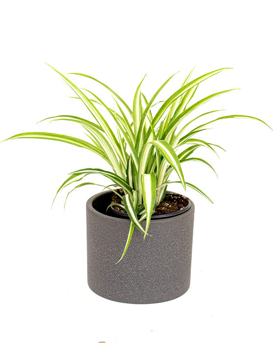 Spider Plant ‘Ribbon Plant’ | Chlorophytum comosum