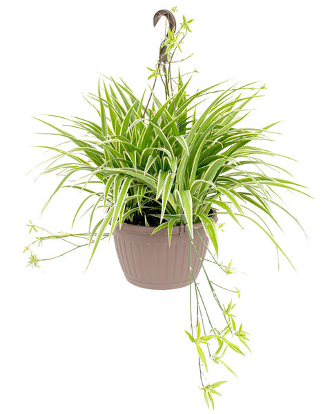 Plante araignée 'Ribbon Plant