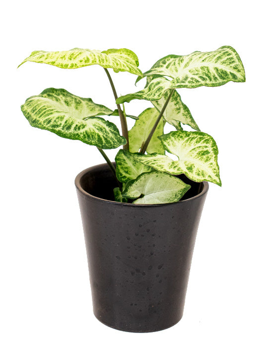 Nephthytis vert Plante en tête de flèche 'American evergreen' | Syngonium podophyllum