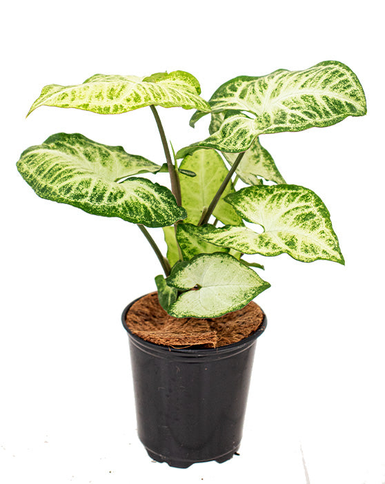 Nephthytis vert Plante en tête de flèche 'American evergreen' | Syngonium podophyllum