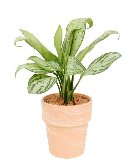 Aglaonema 'Chinese Evergreen' | Maria Christina