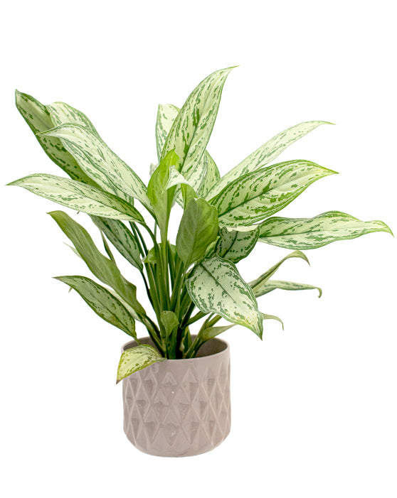 Aglaonema 'Chinese Evergreen' | Maria Christina