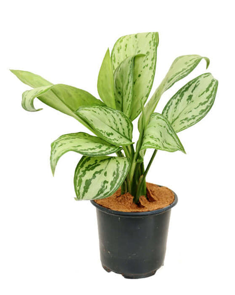 aglaonema maria entretien Aglaonema 'Evergreen chinois'