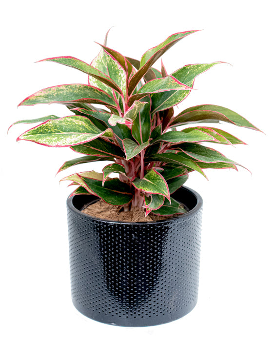 Evi Ceramic Pot | M | 7 Inch | Black Gloss