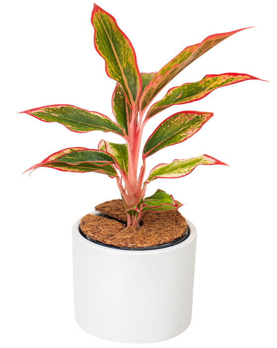 Eva Ceramic Pot | M | 4.75 Inch | Stone Finish