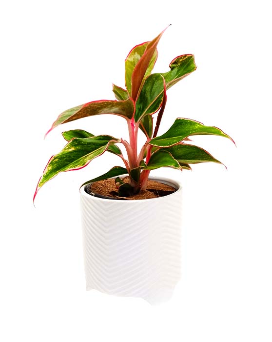 Aglaonema 'Chinese Evergreen' | Siam Aurora