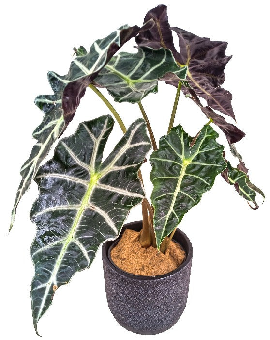 Alocasia 'African Mask, Polly' | Amazonica