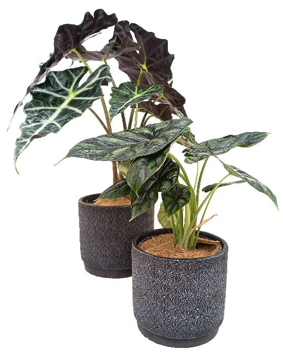 Alocasia 'African Mask, Polly' | Amazonica