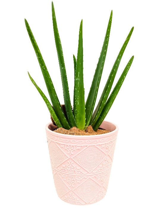 Helen Ceramic Pot | M | 6.5 Inch