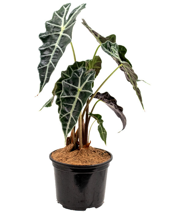 Alocasia 'African Mask, Polly' | Amazonica