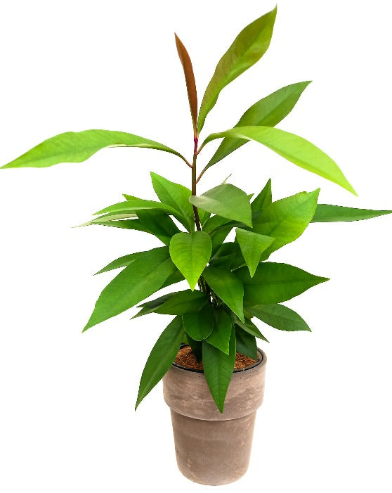 Ardisia 'Shoebutton plant, Jet Berry' | S | Humilis