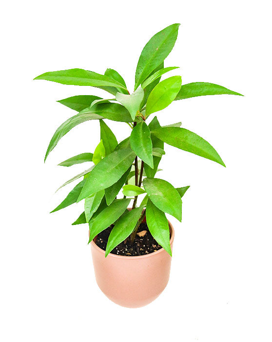 Ardisia 'Shoebutton plant, Jet Berry' | S | Humilis