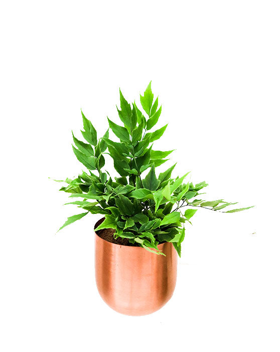 Fantina Metal Pot + Stand | S | 4.5 Inch | Copper