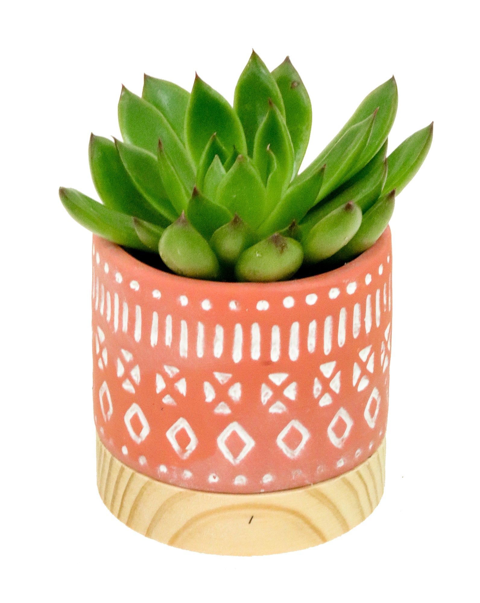 Navaho Ceramic + Wood Pot | XS | 2.5 Inch