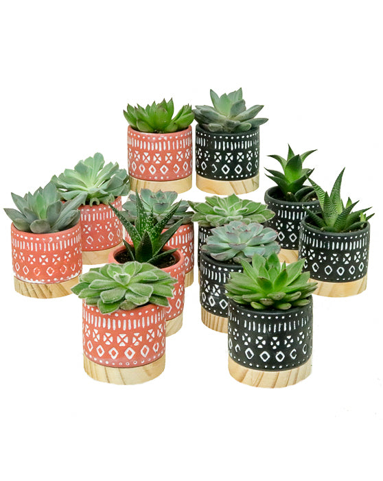 Navaho Ceramic + Wood Pot | XS | 2.5 Inch
