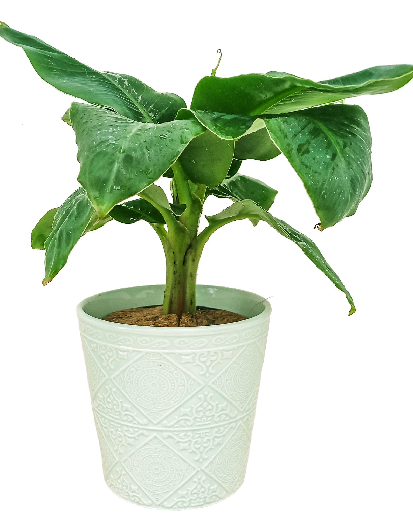 Helen Ceramic Pot | M | 6.5 Inch