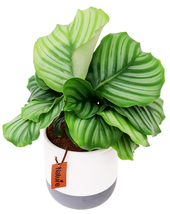 Beaudon Ceramic Pot | S | 4 Inch