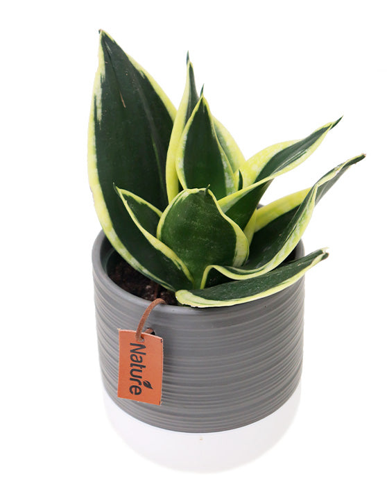 Beaudon Ceramic Pot | S | 4 Inch