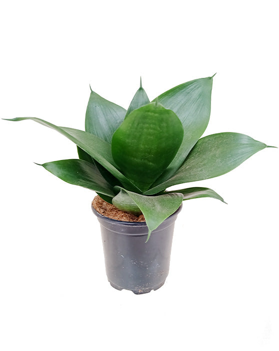 Snake Plant 'Black Jade' | Sansevieria Hahnii | S | 4 Inch