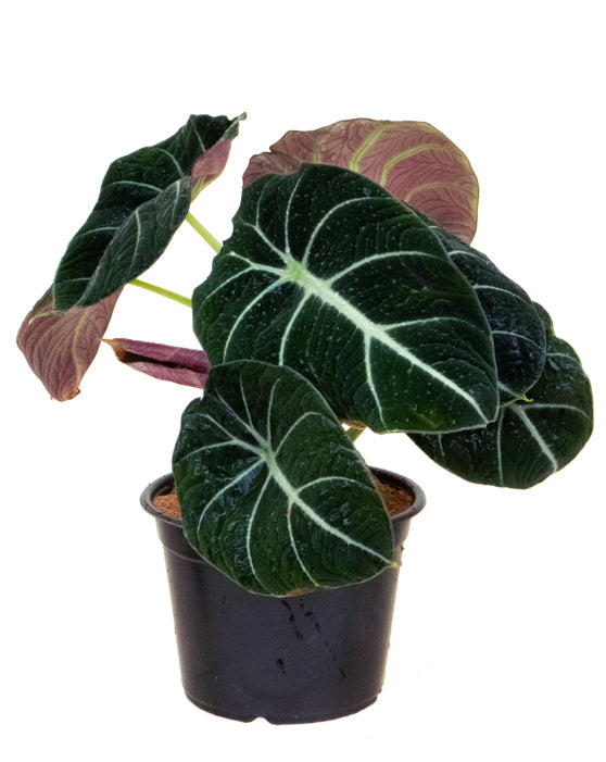 Alocasia Black Velvet 'Little Queen' | Reginula