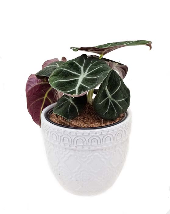 Alocasia Black Velvet 'Little Queen' | Reginula