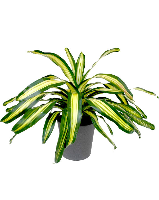 Bromeliad Neoregelia | Green & Yellow