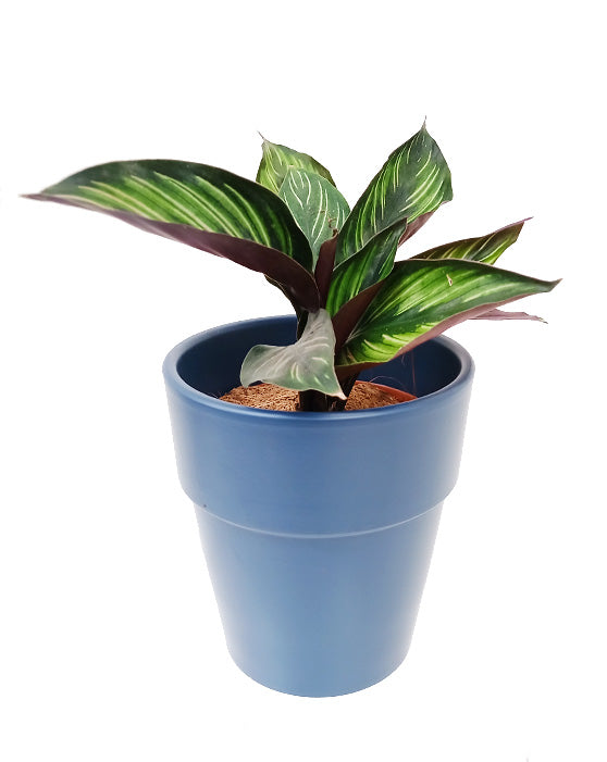 Calathea Beauty Star 'Pin-Stripe' (étoile de beauté)