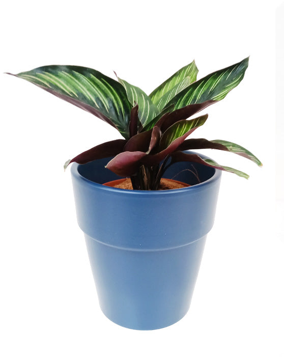 Calathea Beauty Star 'Pin-Stripe' (étoile de beauté)