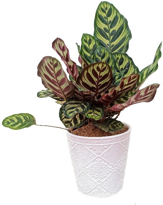 Helen Ceramic Pot | M | 6.5 Inch
