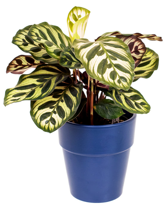 Elize Ceramic Pot | S | 5 Inch | Midnight Blue
